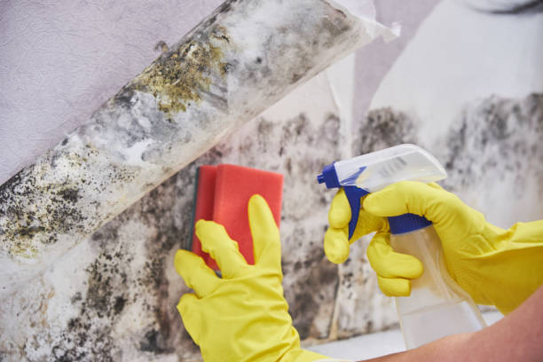 Mold Documentation for Insurance Claims